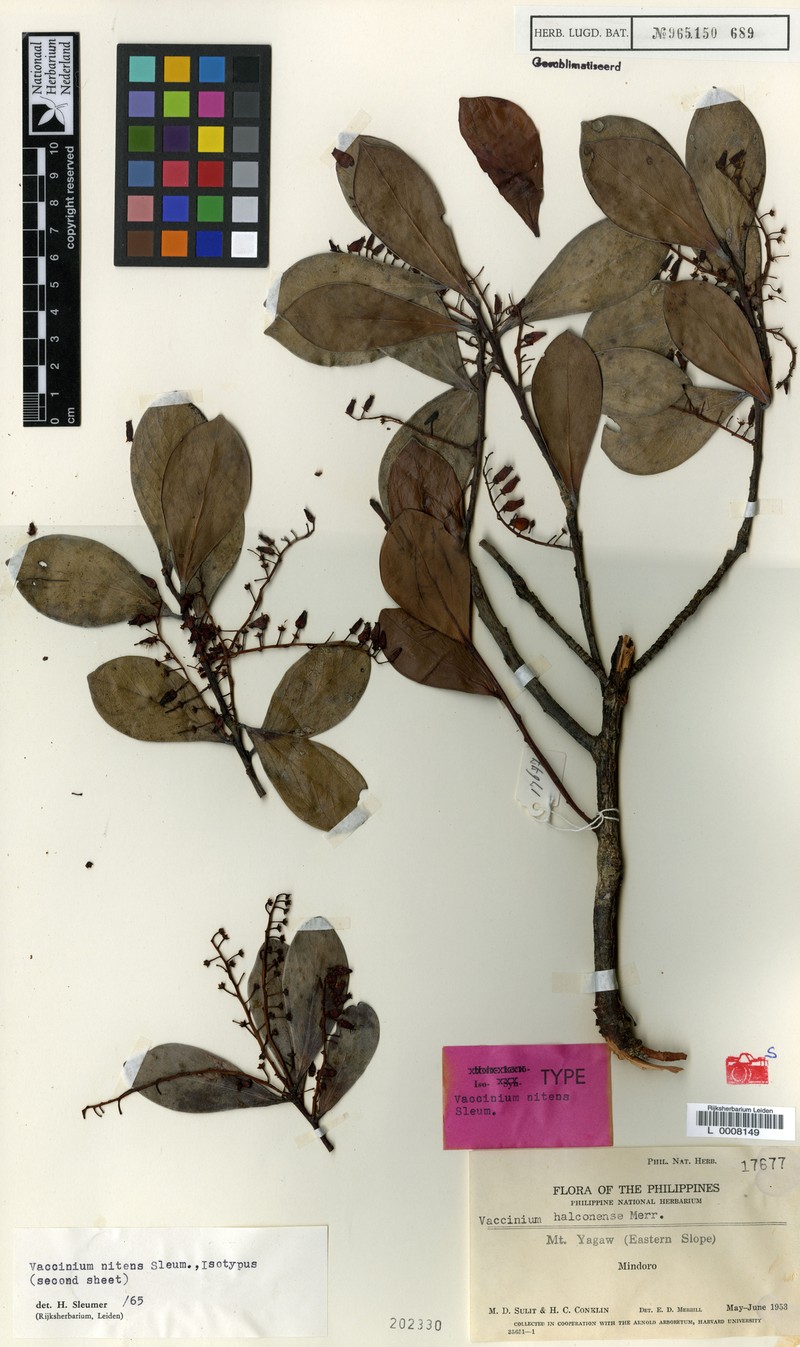 Vaccinium nitens