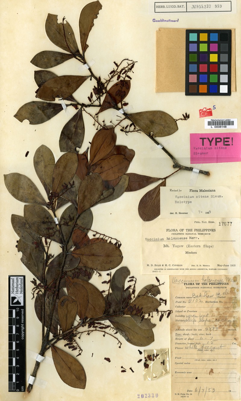 Vaccinium nitens photo 2