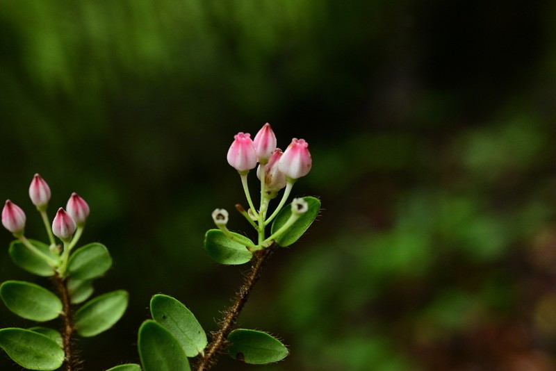 Vaccinium nummularia