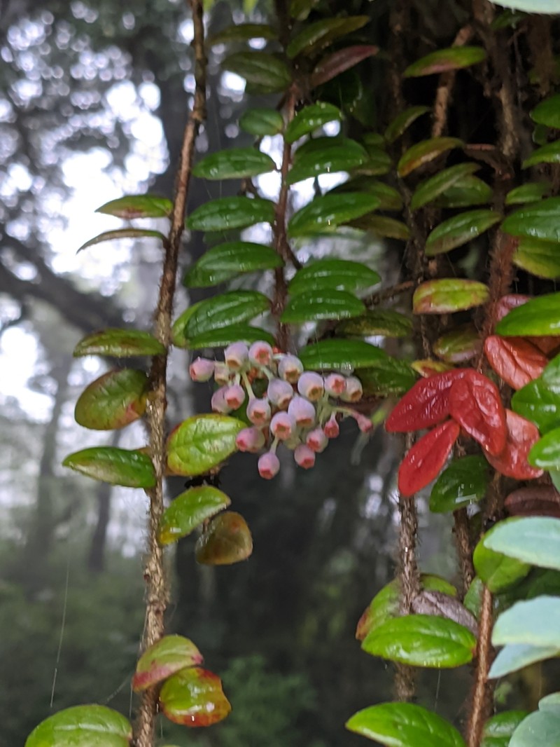 Vaccinium nummularia photo 2