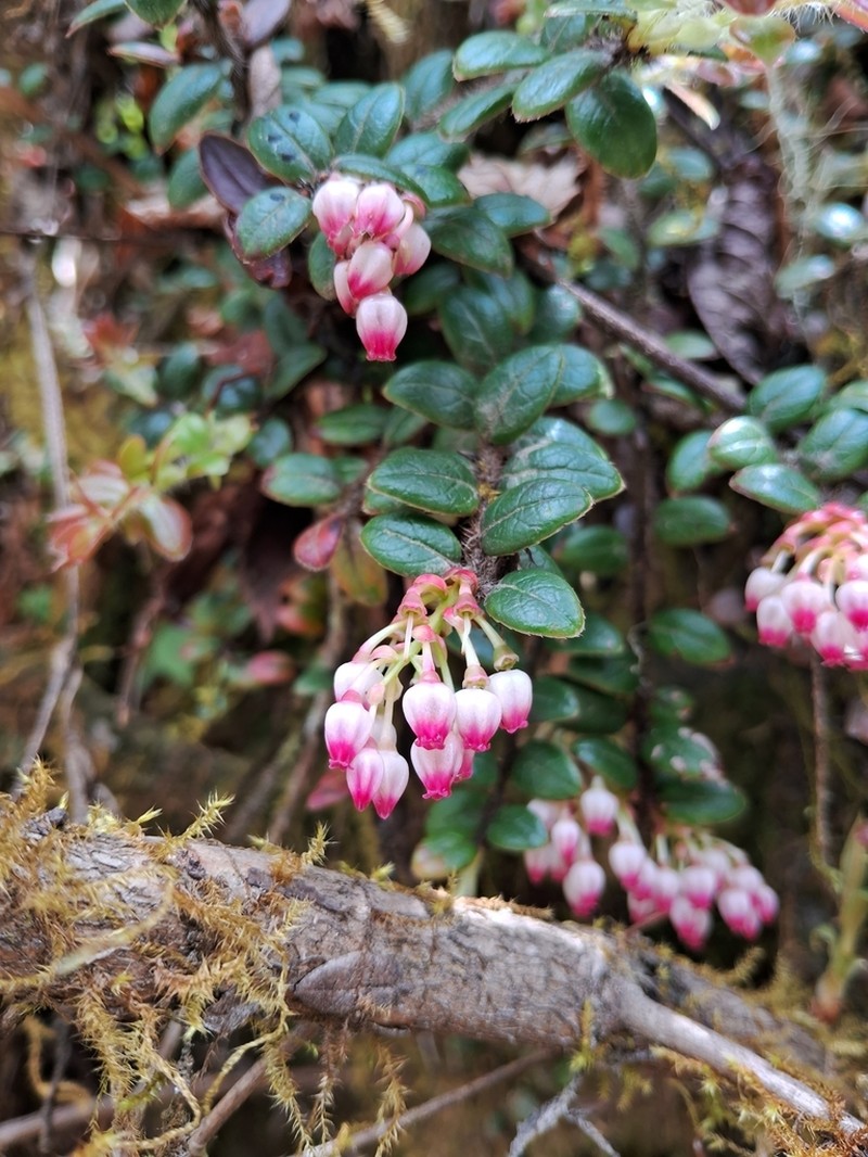 Vaccinium nummularia photo 3