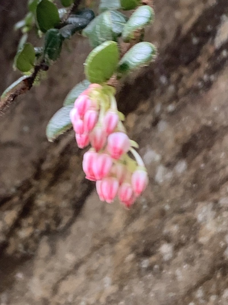 Vaccinium nummularia photo 4