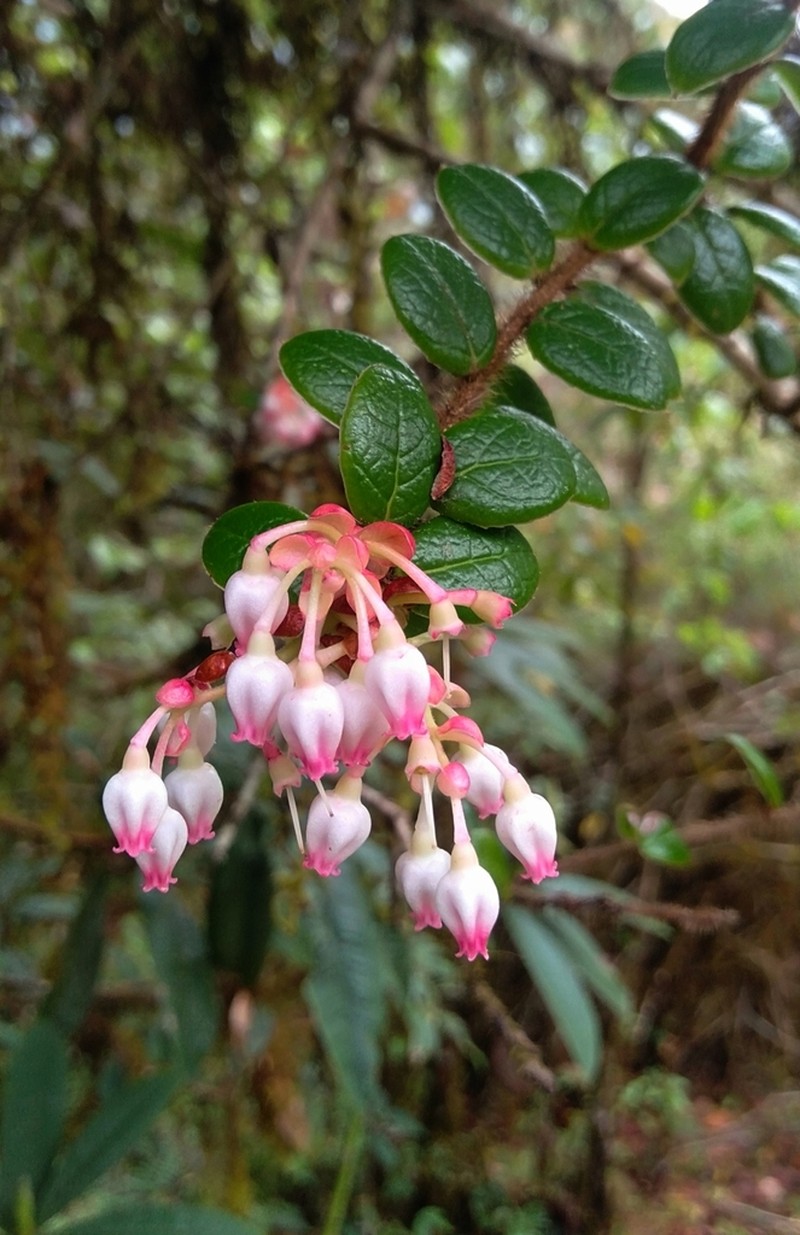 Vaccinium nummularia photo 5