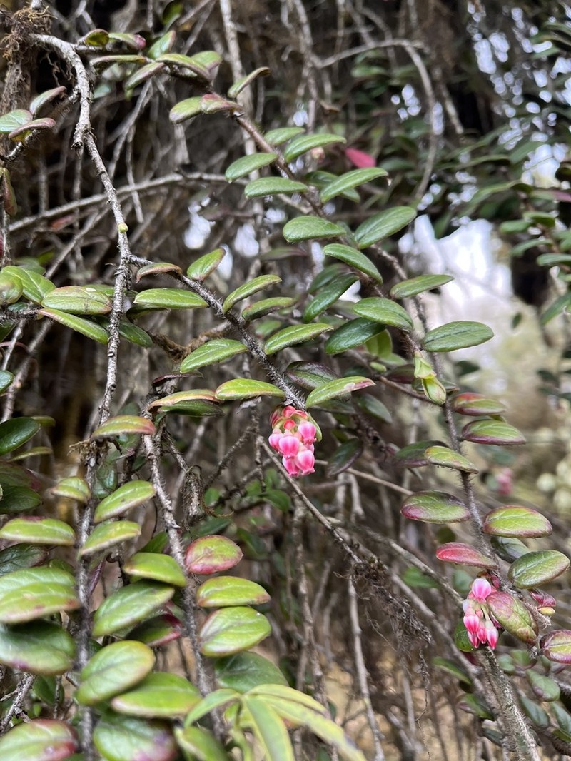 Vaccinium nummularia photo 6