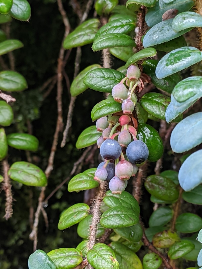 Vaccinium nummularia photo 7