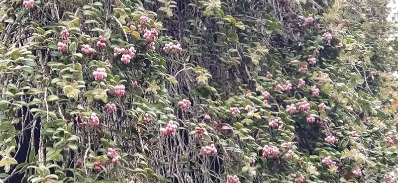 Vaccinium nummularia photo 8