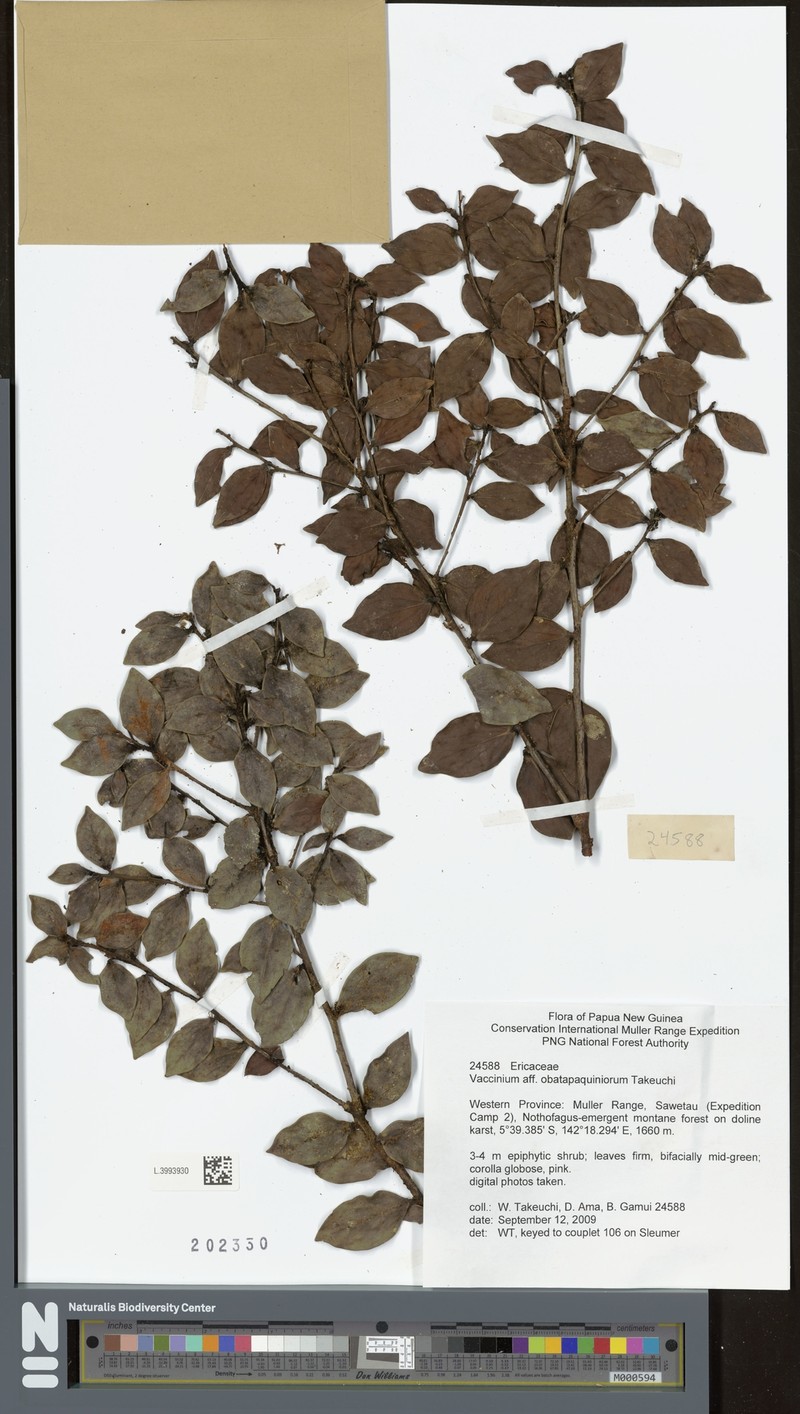 Vaccinium obatapaquiniorum