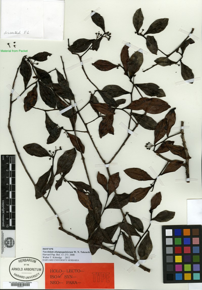 Vaccinium obatapaquiniorum photo 2