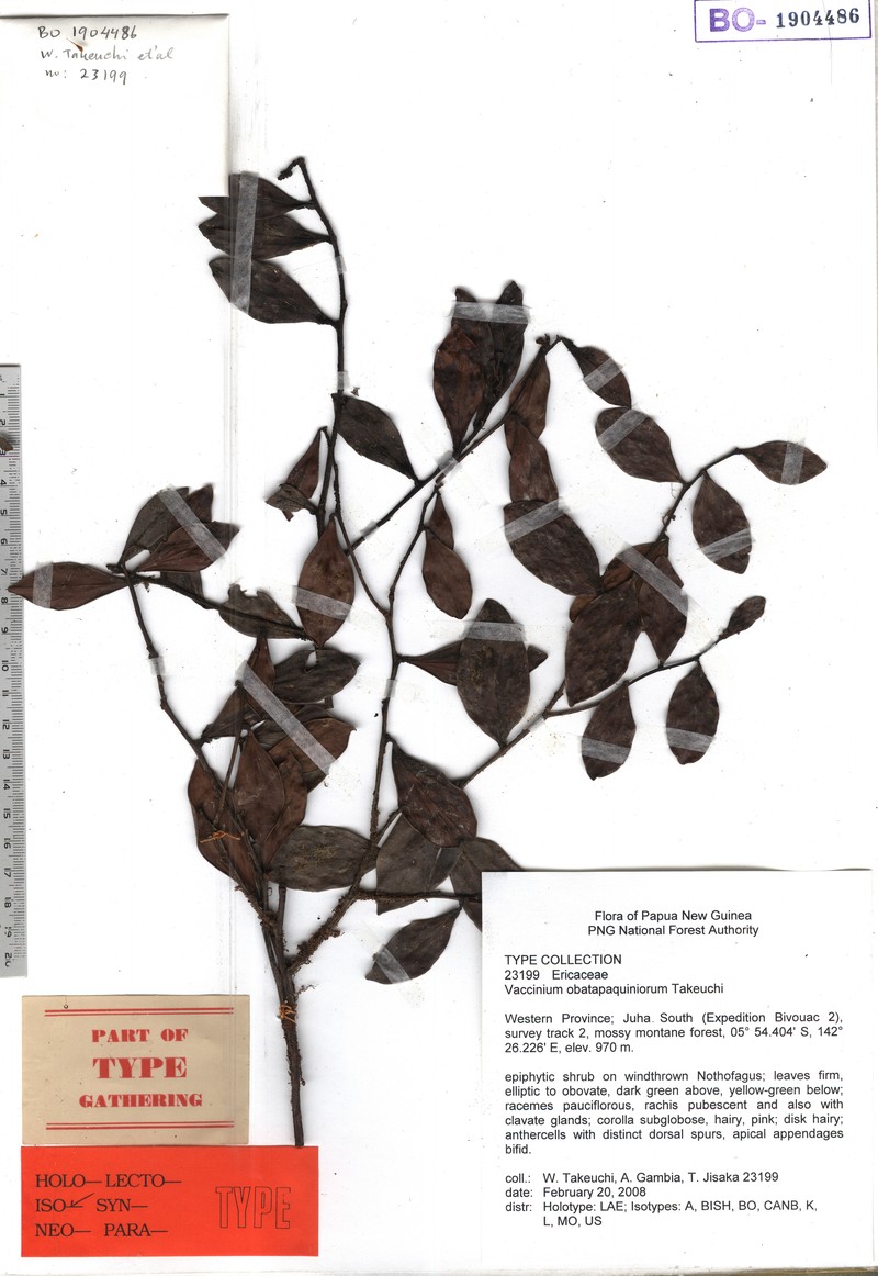 Vaccinium obatapaquiniorum photo 3
