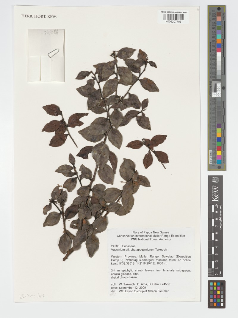 Vaccinium obatapaquiniorum photo 4