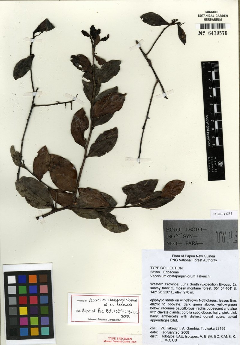 Vaccinium obatapaquiniorum photo 5