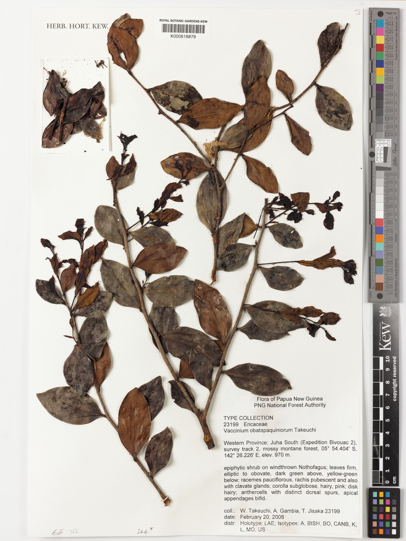 Vaccinium obatapaquiniorum photo 6