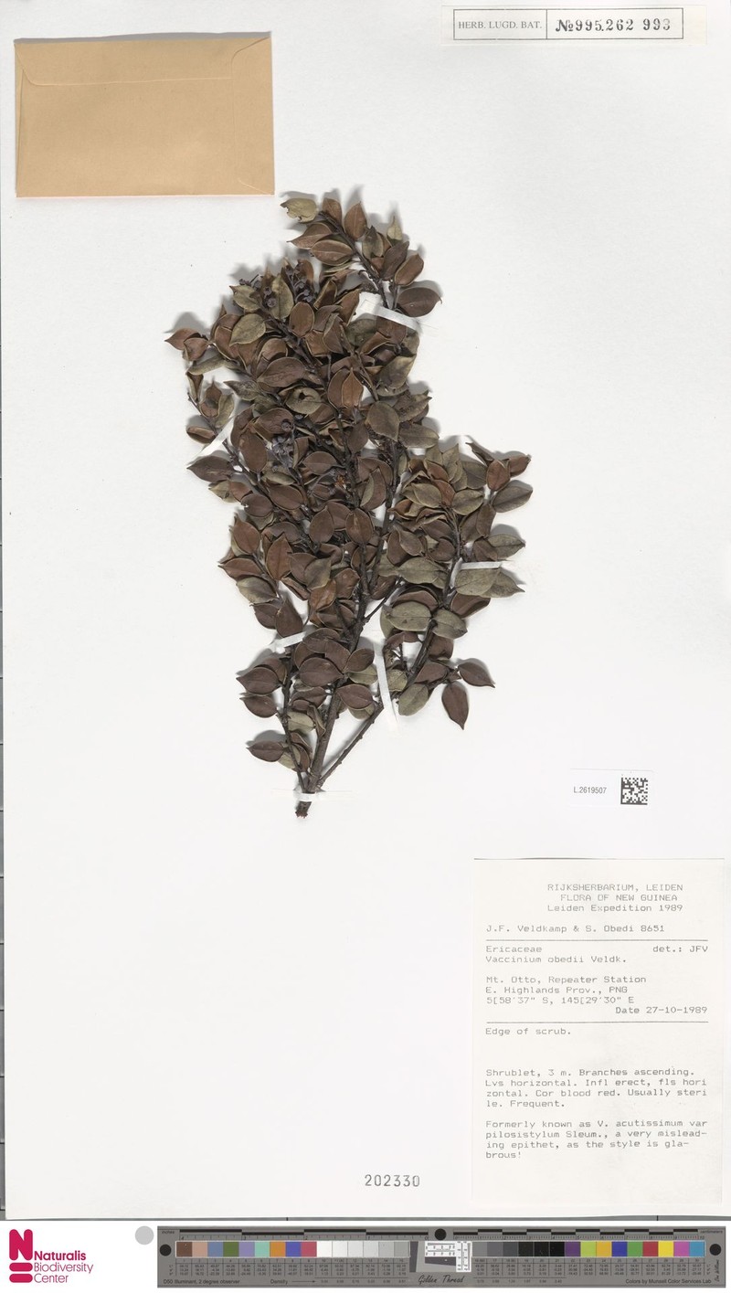 Vaccinium obedii