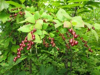 Vaccinium oldhamii