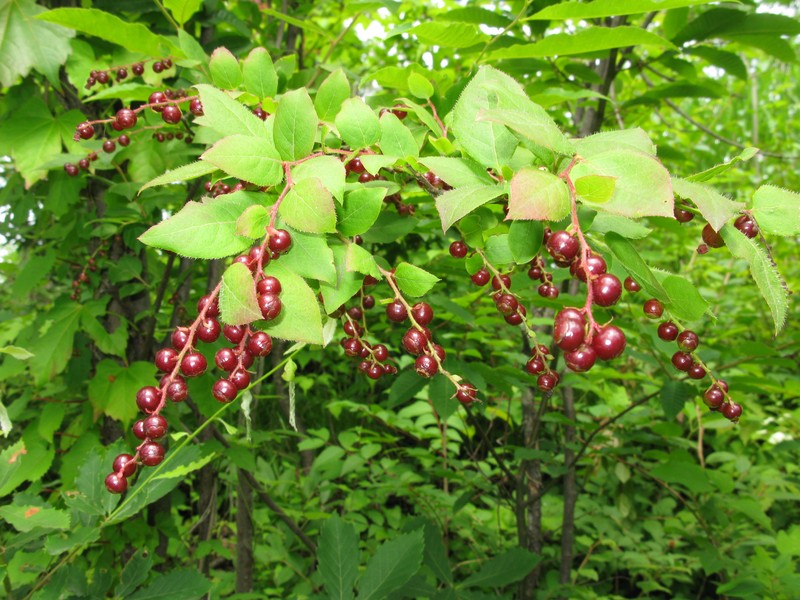 Vaccinium oldhamii