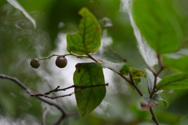 Vaccinium oldhamii photo 2
