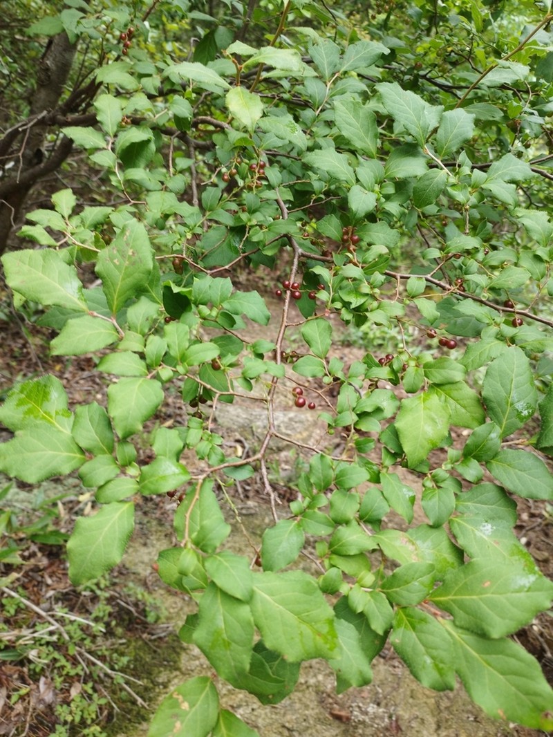 Vaccinium oldhamii photo 3