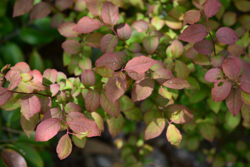 Vaccinium oldhamii photo 4