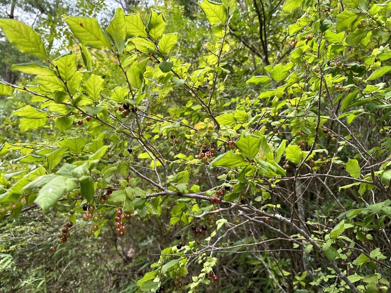 Vaccinium oldhamii photo 5
