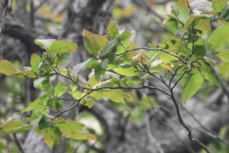 Vaccinium oldhamii photo 6