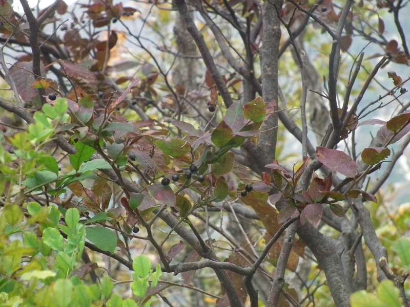 Vaccinium oldhamii photo 7