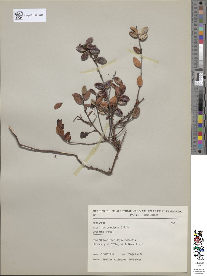 Vaccinium oranjense photo 3