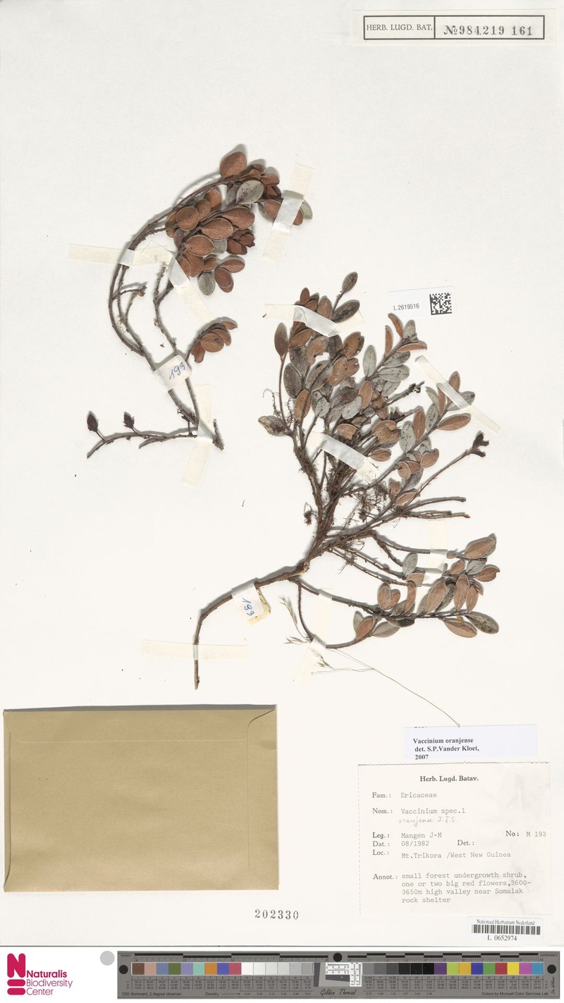 Vaccinium oranjense photo 4