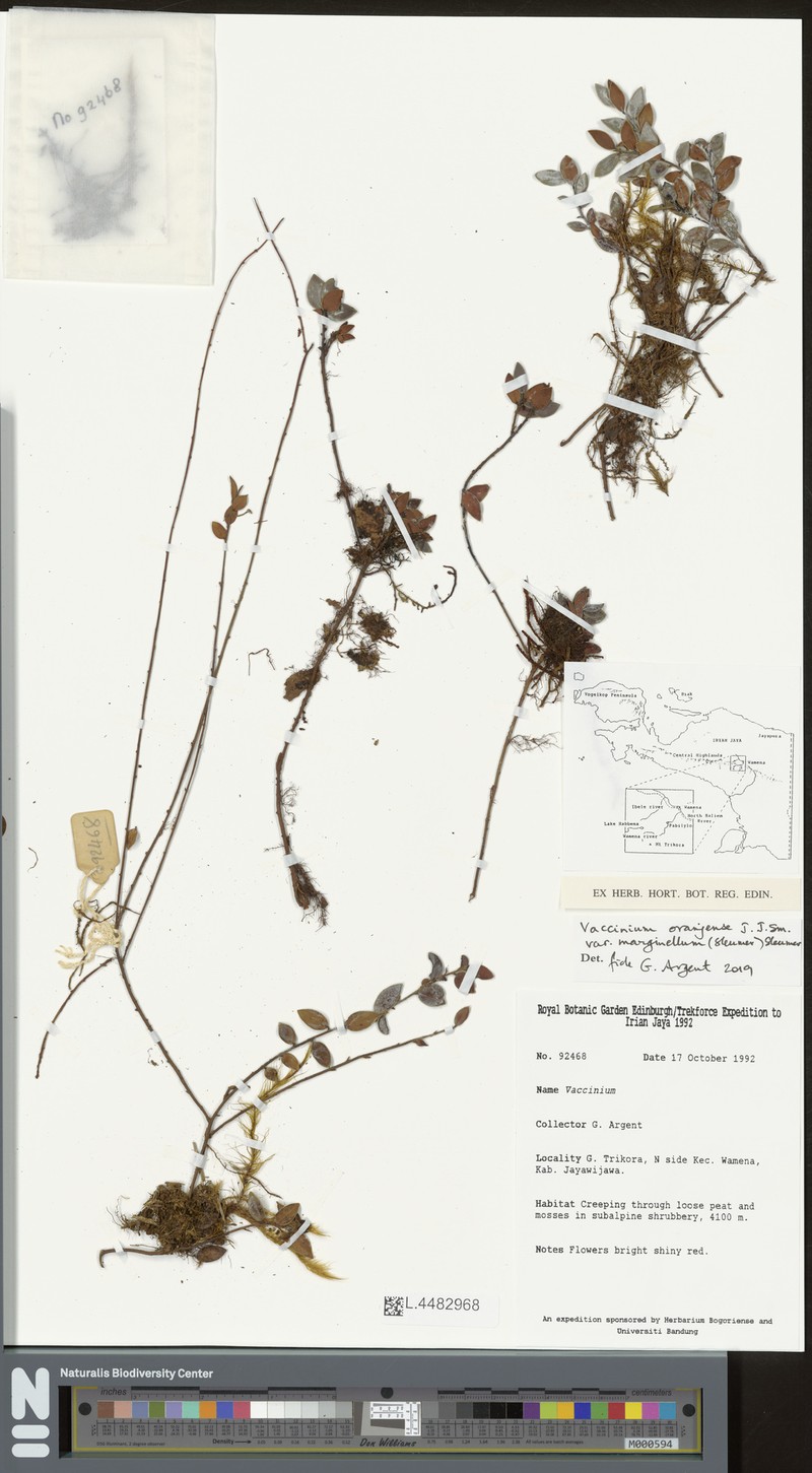 Vaccinium oranjense var. marginellum