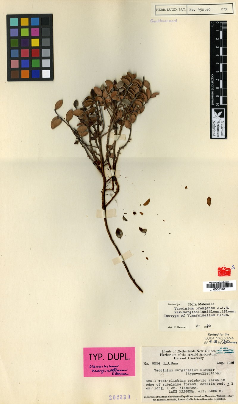 Vaccinium oranjense var. marginellum photo 2