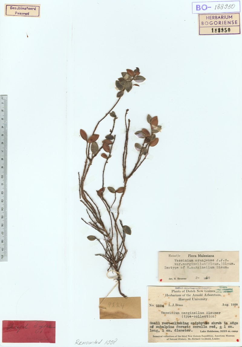 Vaccinium oranjense var. marginellum photo 4