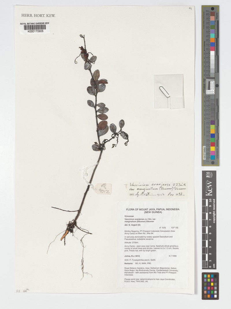 Vaccinium oranjense var. marginellum photo 5