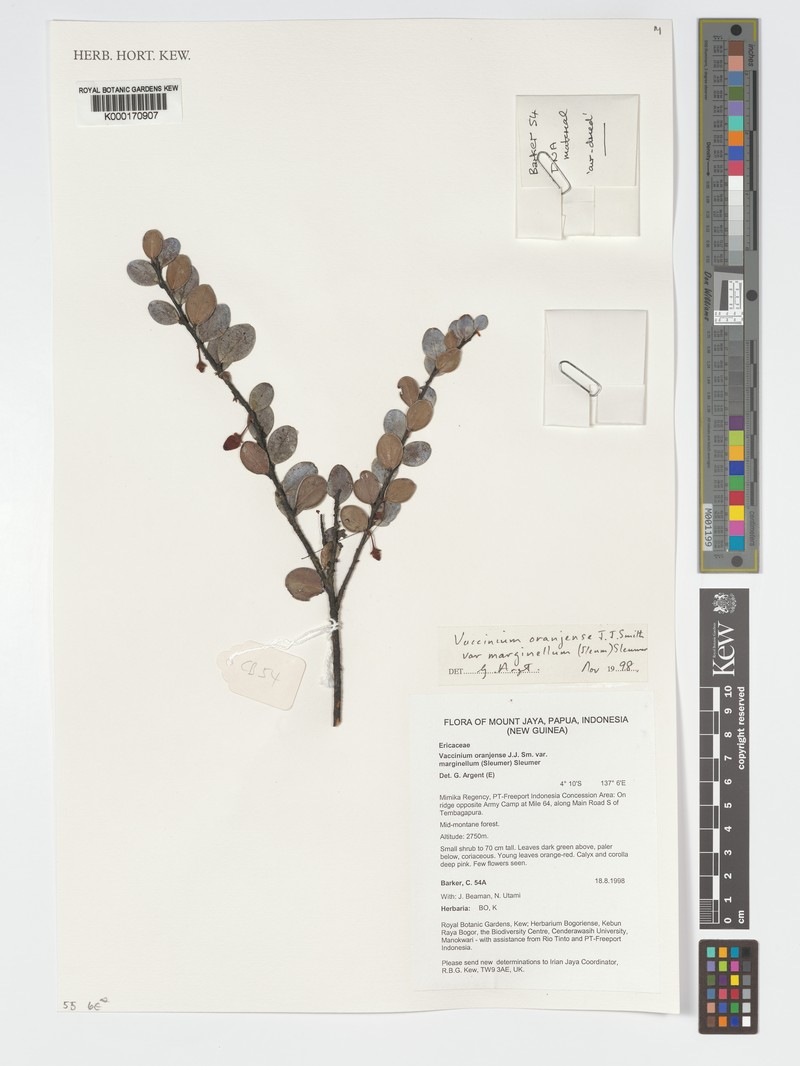 Vaccinium oranjense var. marginellum photo 6