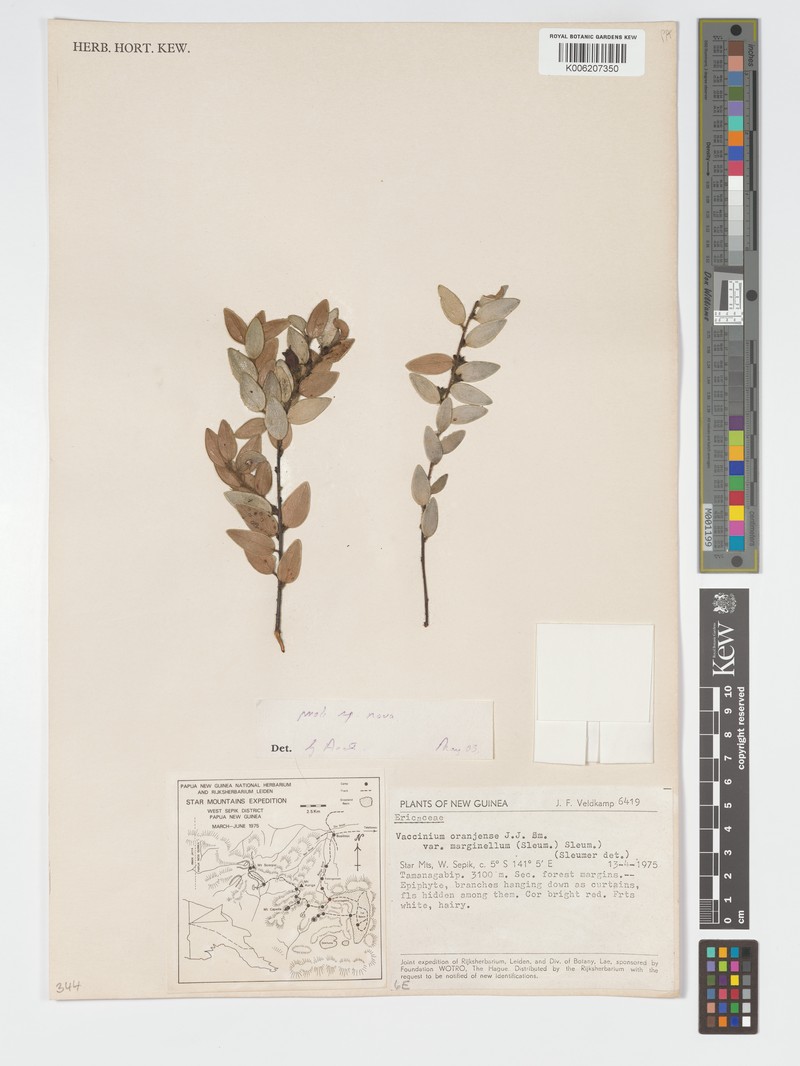 Vaccinium oranjense var. marginellum photo 7