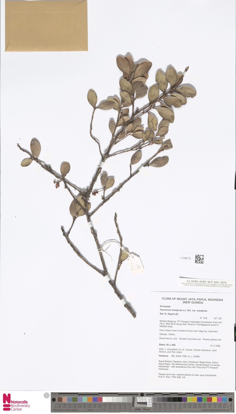 Vaccinium oranjense var. oranjense