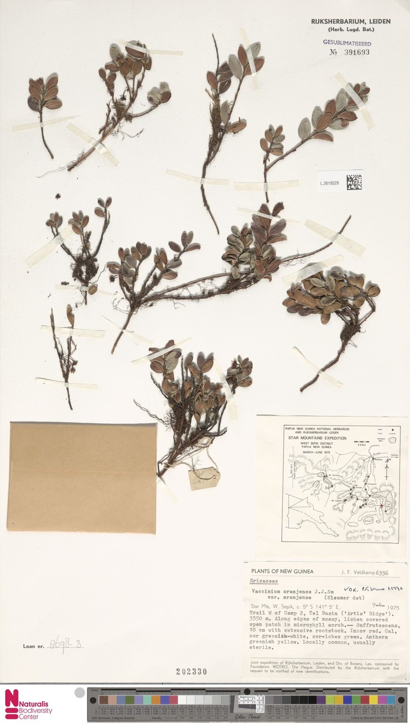 Vaccinium oranjense var. oranjense photo 2