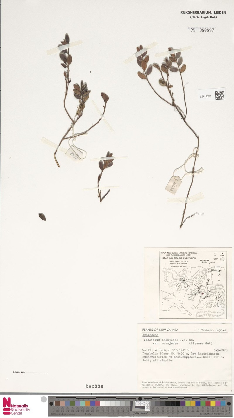 Vaccinium oranjense var. oranjense photo 3