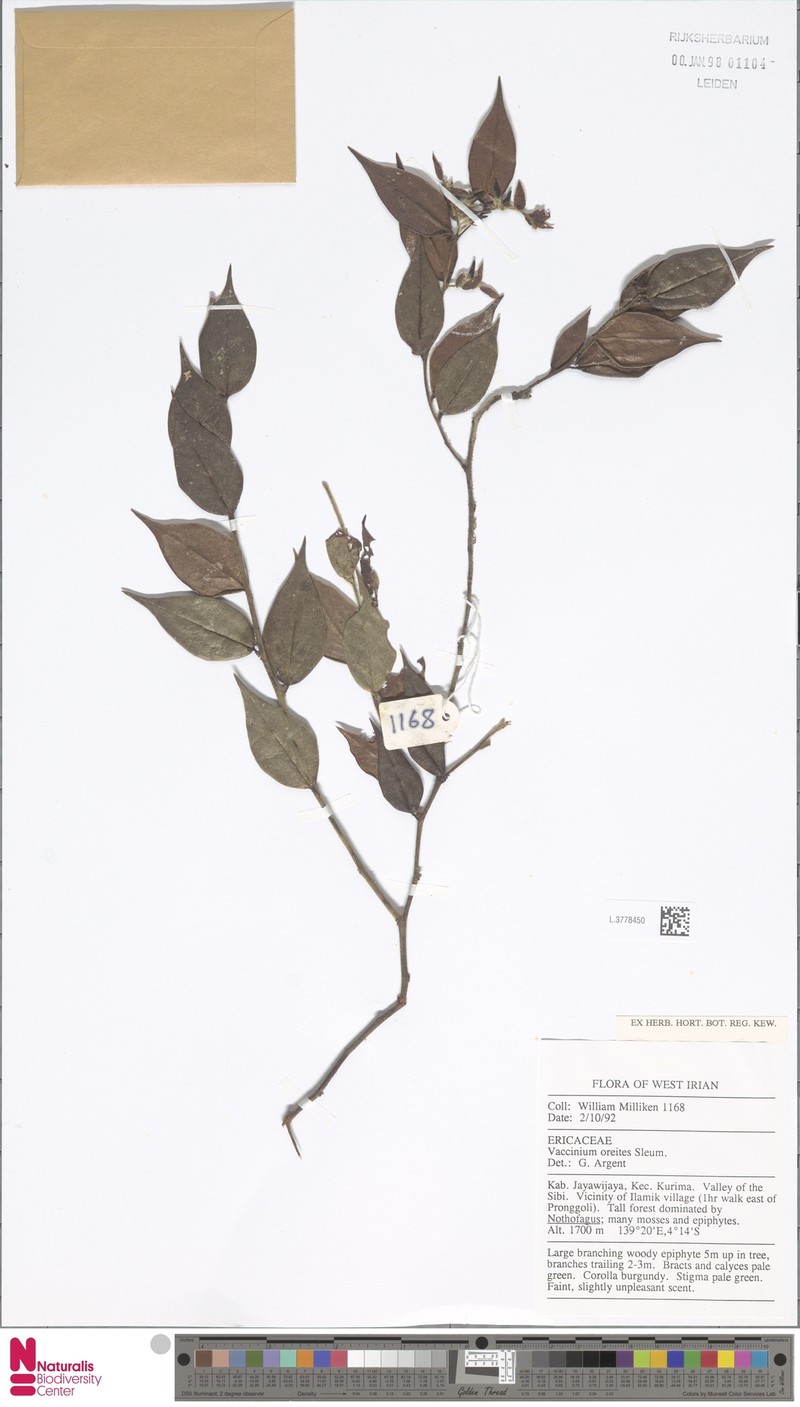 Vaccinium oreites
