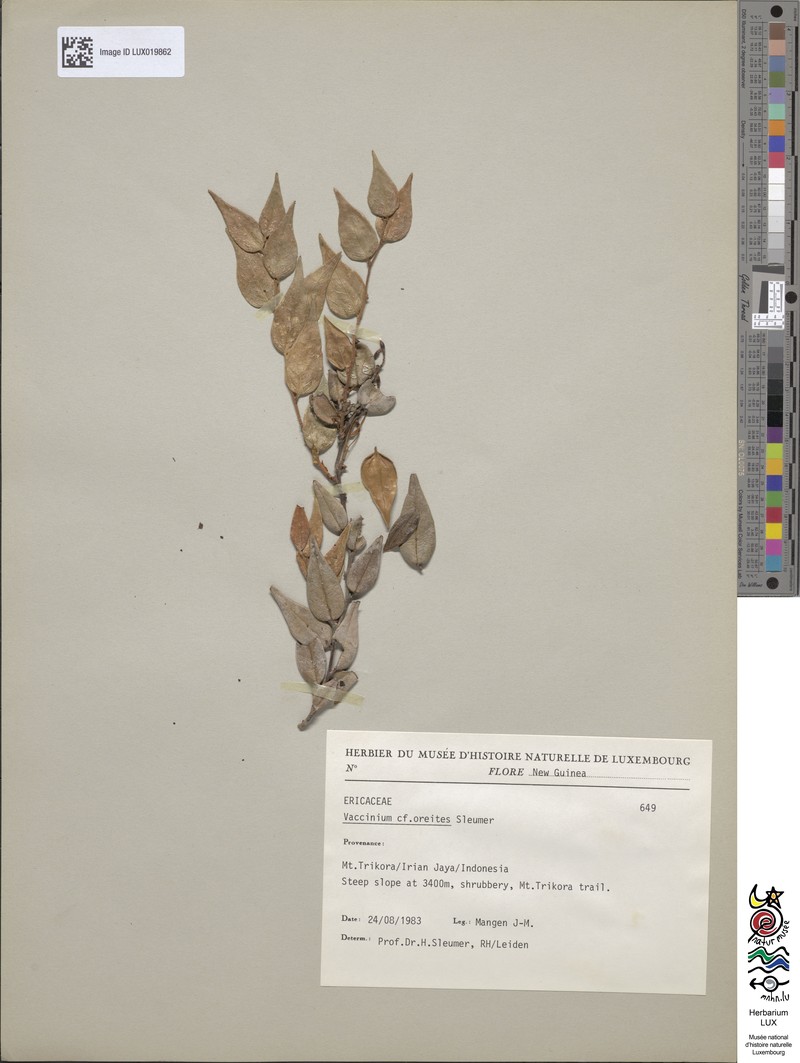 Vaccinium oreites photo 2