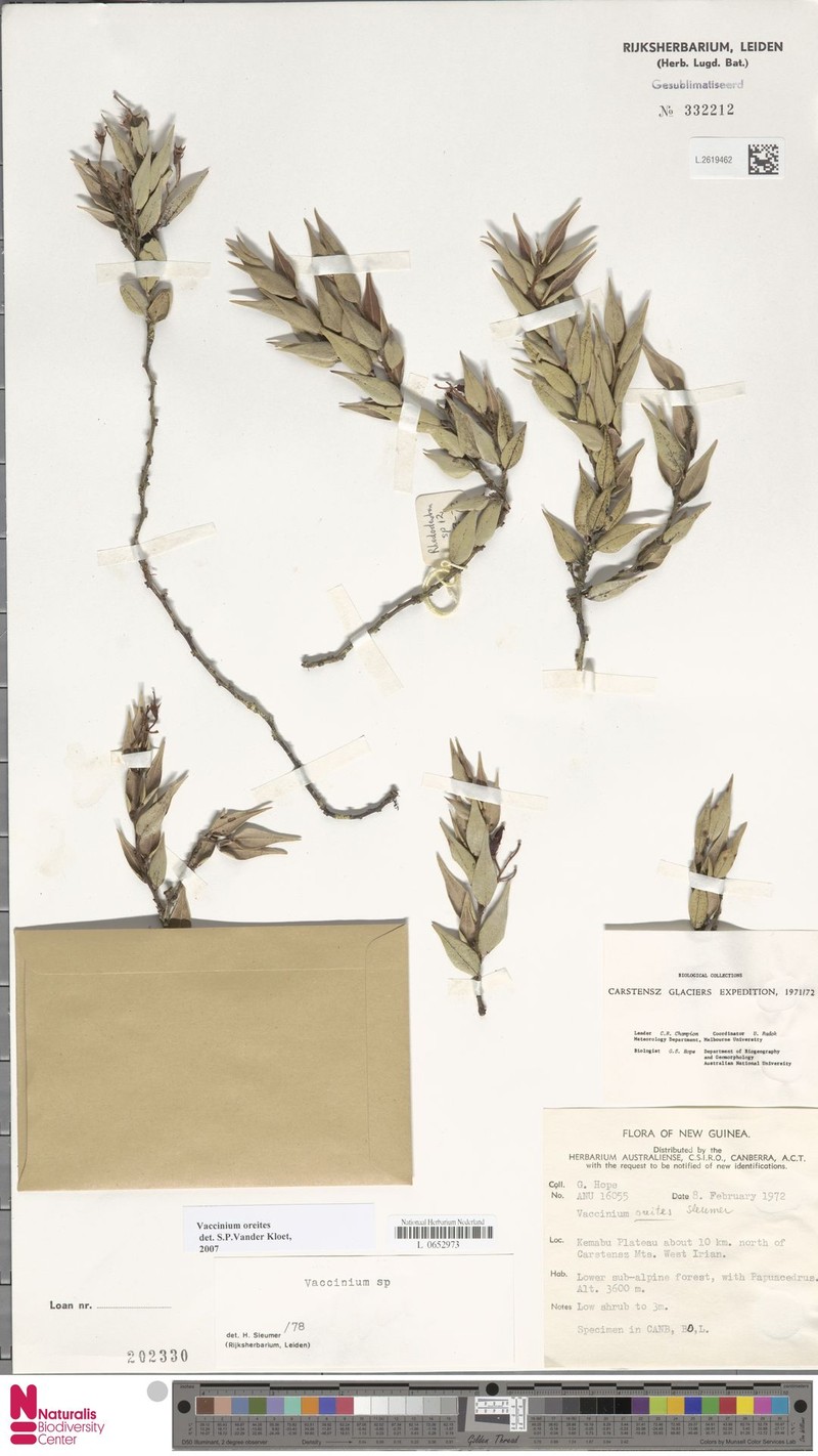 Vaccinium oreites photo 3