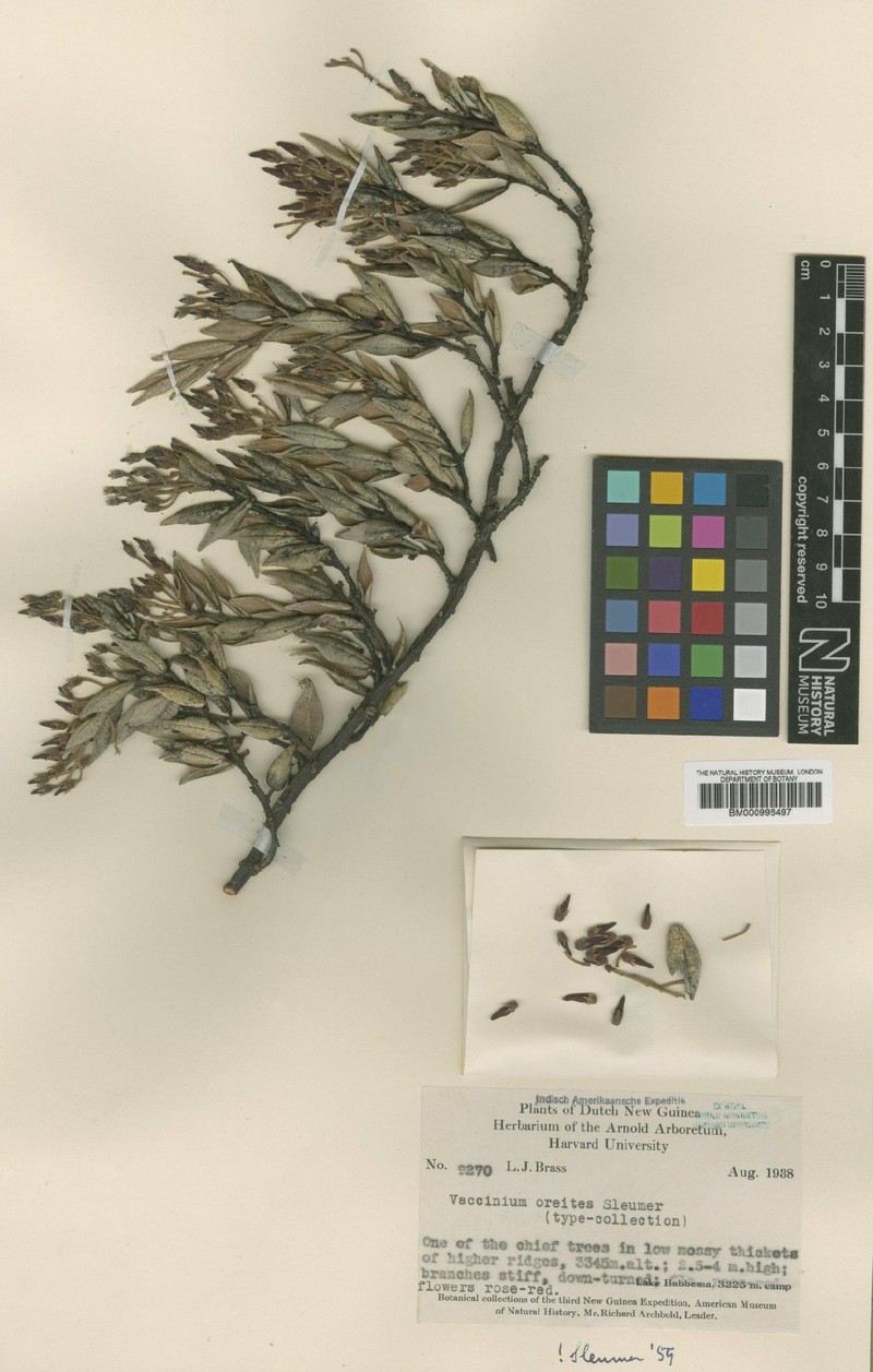 Vaccinium oreites photo 4