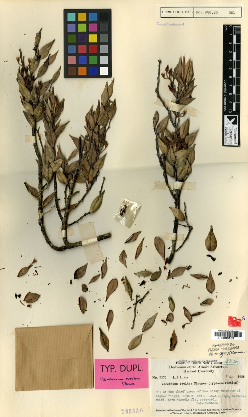 Vaccinium oreites photo 5