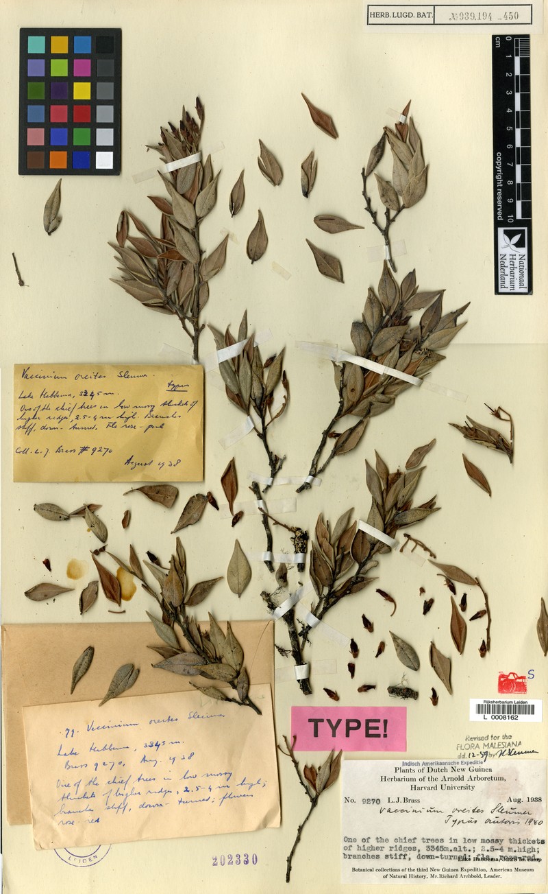 Vaccinium oreites photo 6