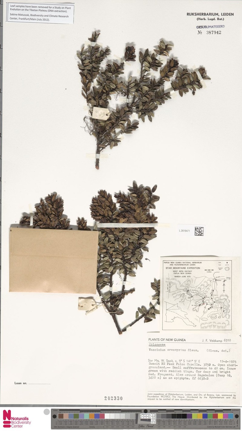 Vaccinium oreomyrtus