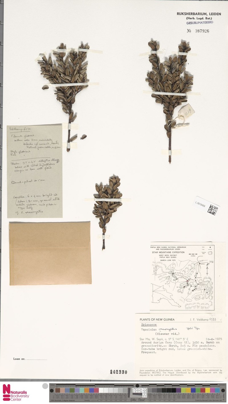Vaccinium oreomyrtus photo 2