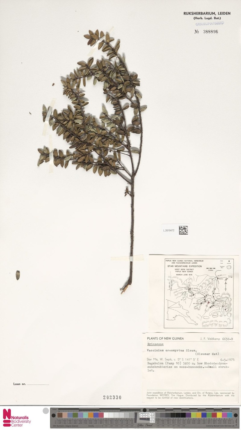 Vaccinium oreomyrtus photo 3
