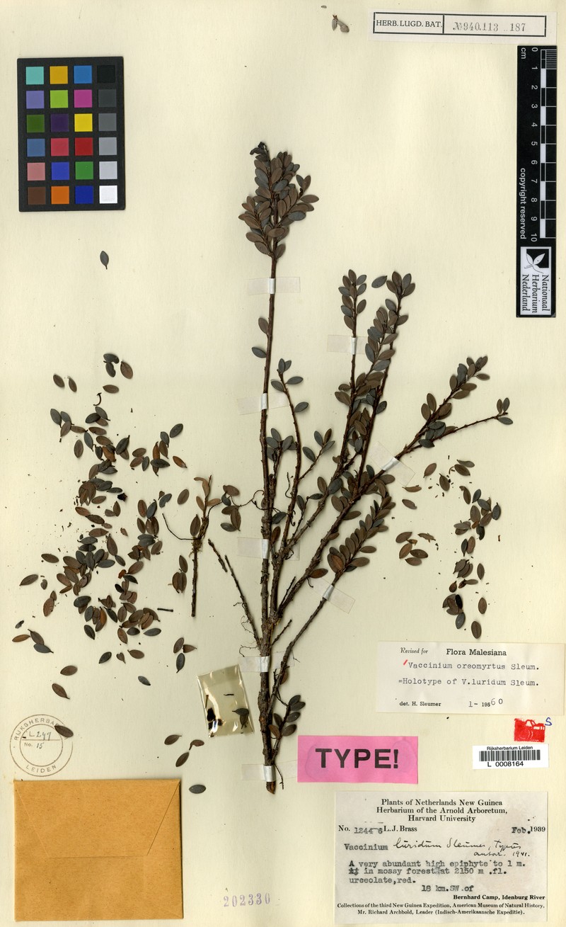 Vaccinium oreomyrtus photo 4