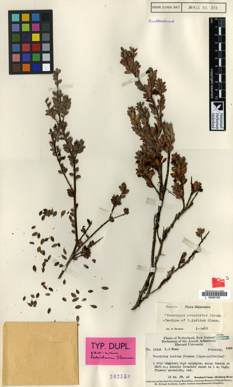Vaccinium oreomyrtus photo 5