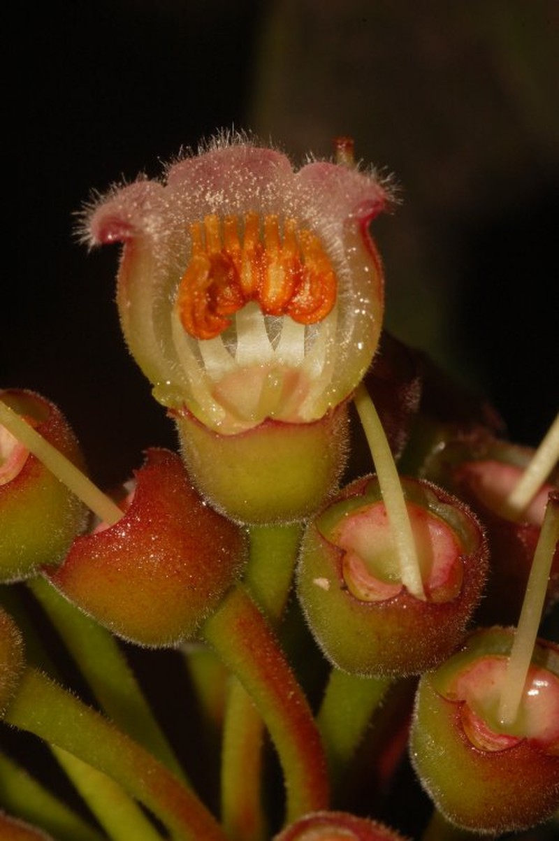 Vaccinium orosiense