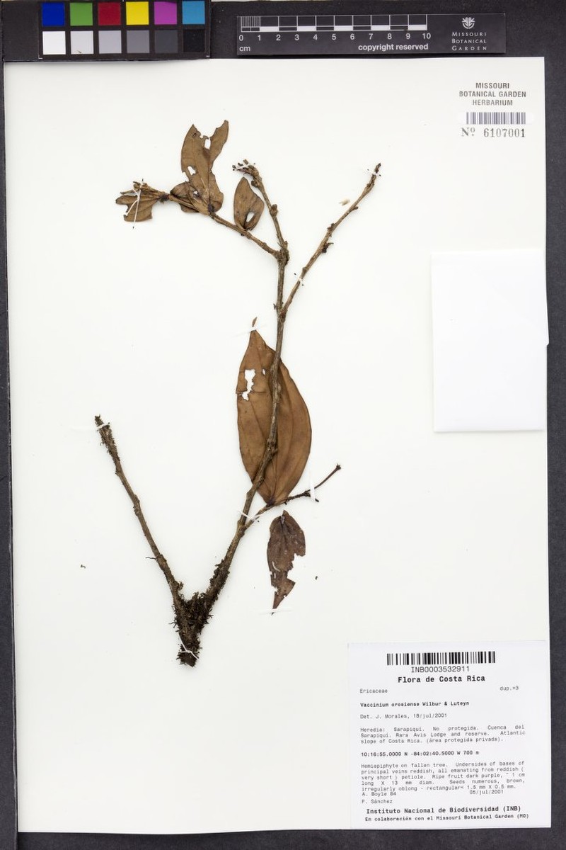 Vaccinium orosiense photo 2