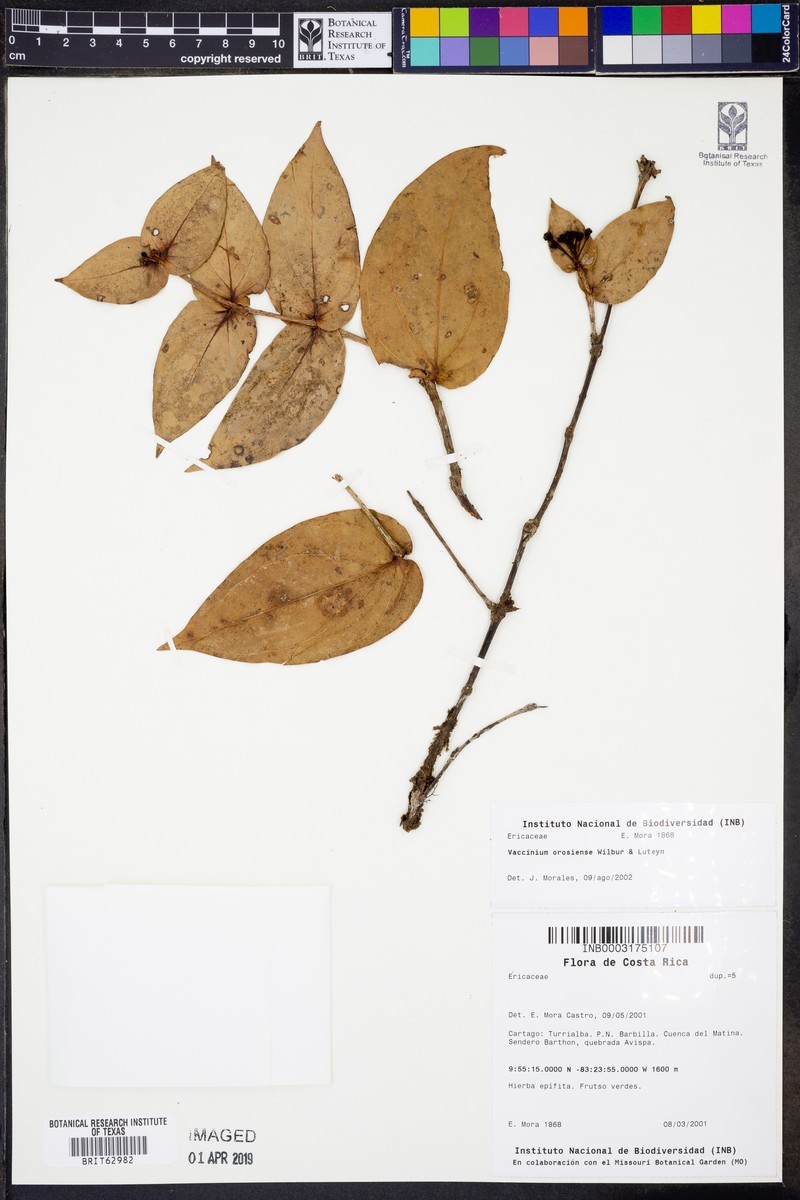 Vaccinium orosiense photo 3